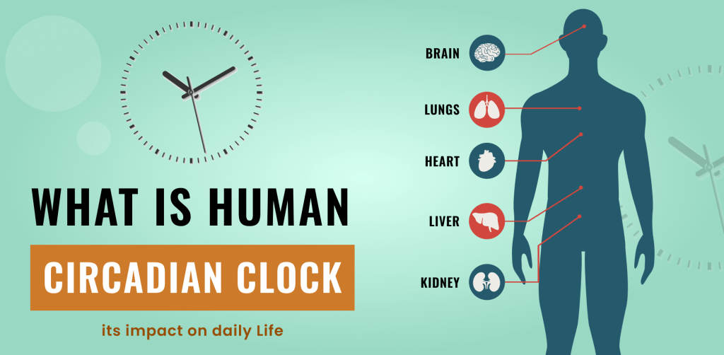 carcadian clock