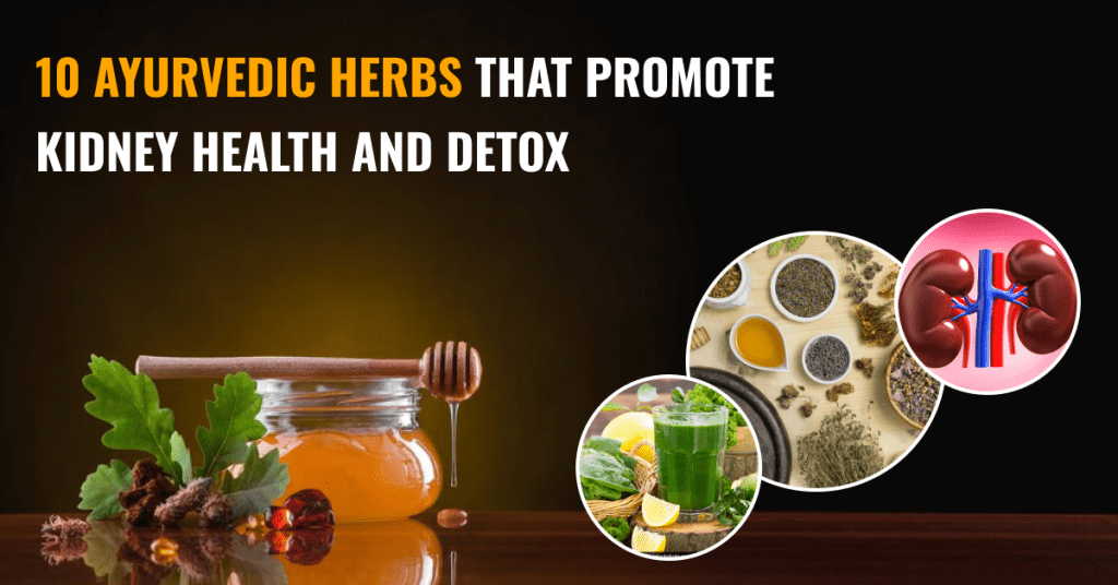 10 herbs for kidney